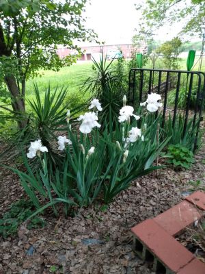 Dividing Fall Iris Rhizomes