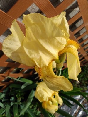 Dividing Fall Iris Rhizomes