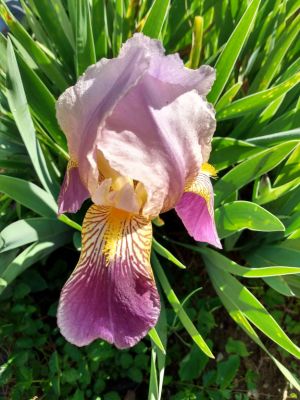 Dividing Fall Iris Rhizomes