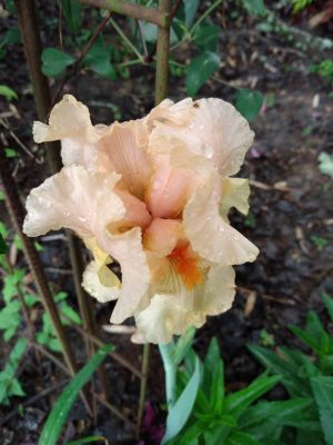 Dividing Fall Iris Rhizomes