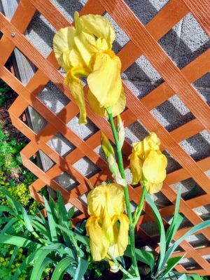 Dividing Fall Iris Rhizomes
