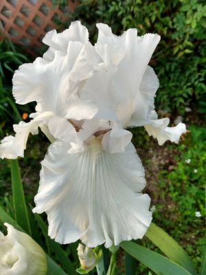 Dividing Fall Iris Rhizomes