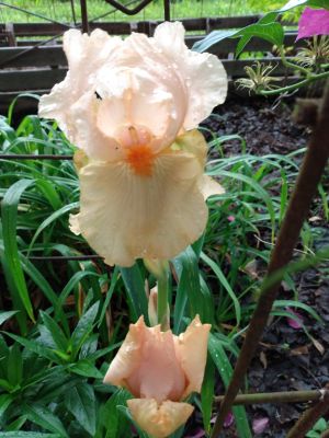 Dividing Fall Iris Rhizomes