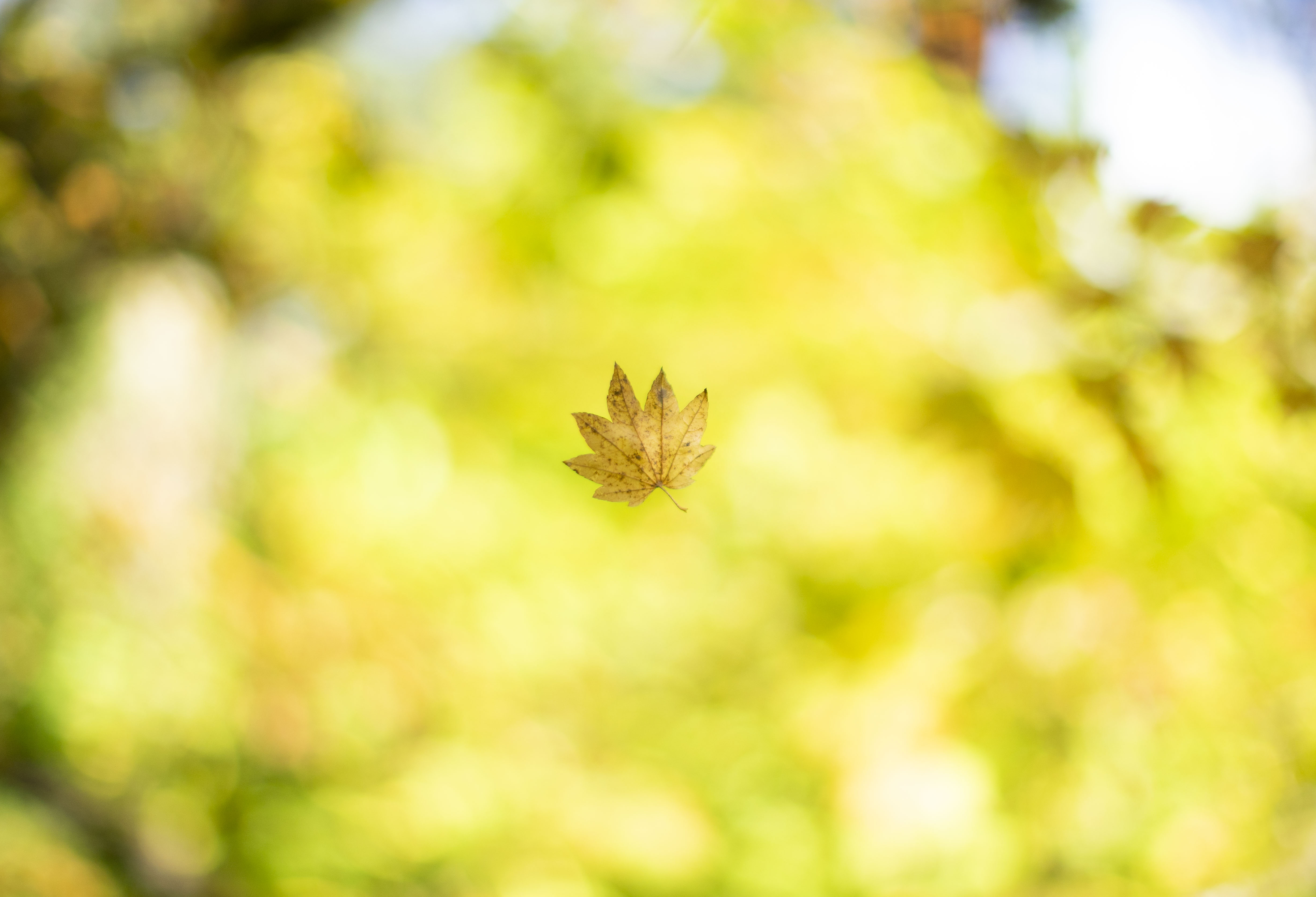 It’s the perfect time to visit the Portland Japanese Garden if peak foliage viewing is what you’re after. October 29, 2025