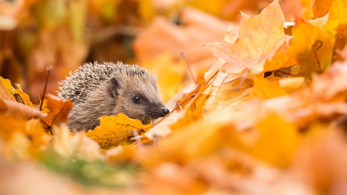 How to help garden wildlife in autumn: experts share tips how to help garden wildlife in autumn – hedgehog in autumn leaves