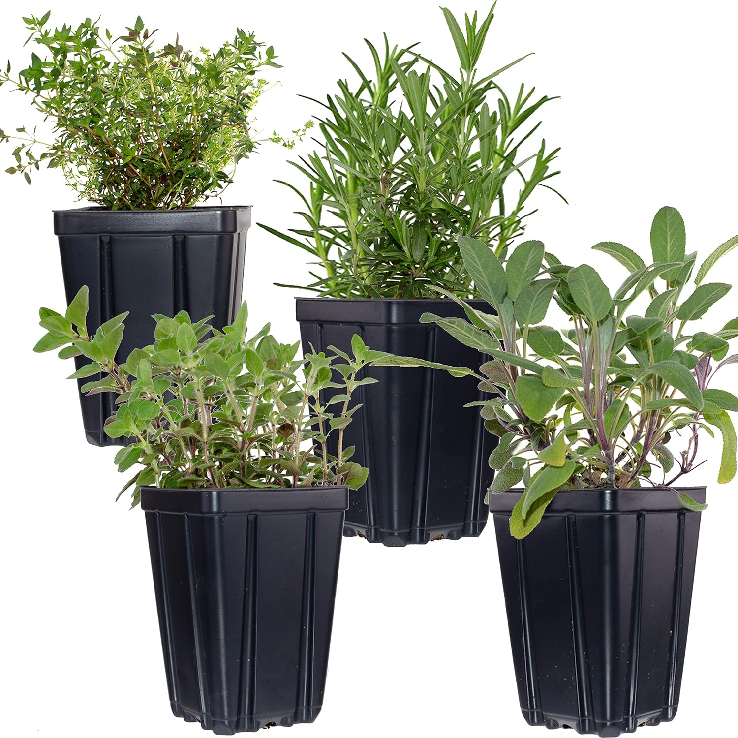 Live Herb Plant Collection, 4 Quart Pots - Rosemary, Sage, Thyme, Oregano, Indoor/outdoor, Stargazer Perennials