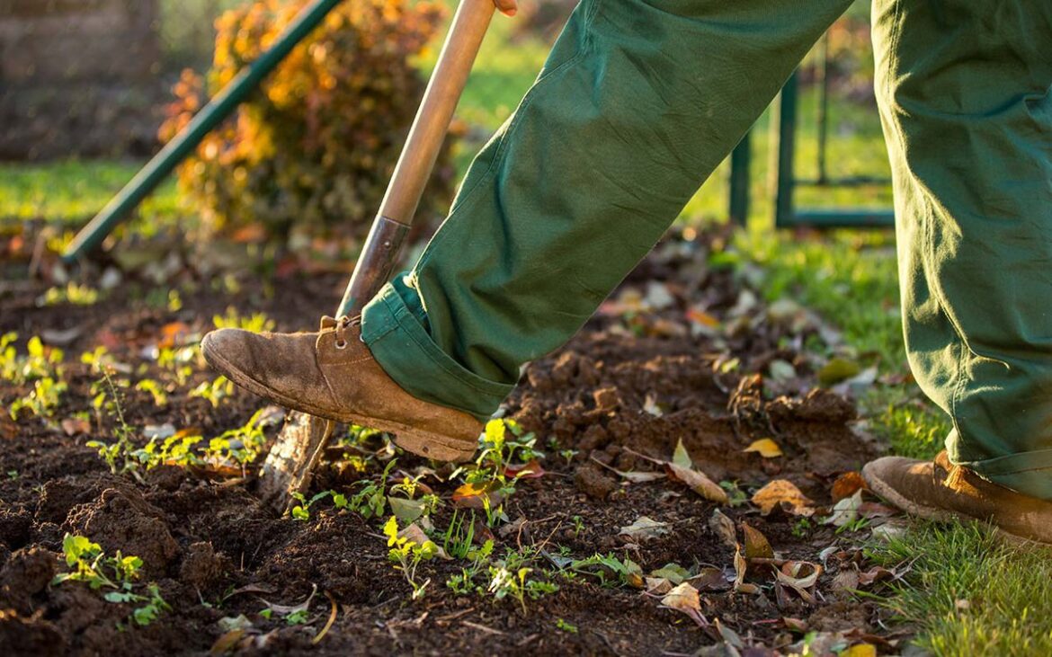 Healthy Gardens Begin in Fall: A Garden To-Do List