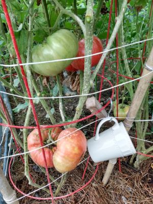 Fall Mapping, Rotate Crops
