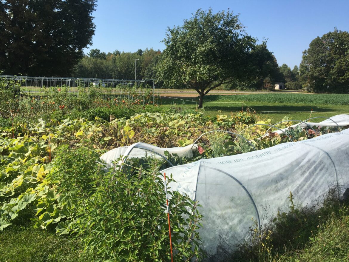 Fall’s gardening to-do list is longer than you might think