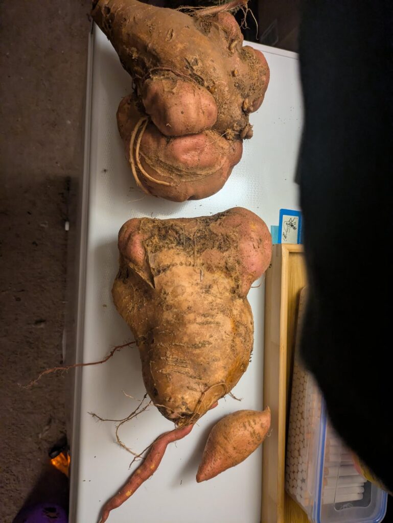 First time. Not sure if edible or not.