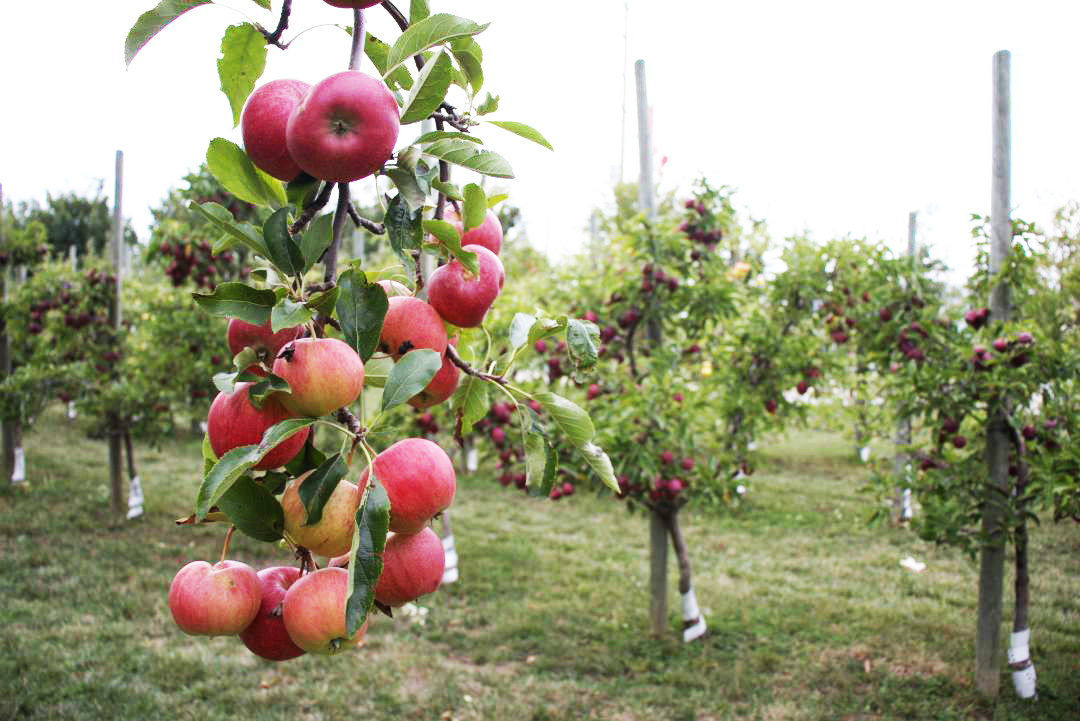 A tree branch full of red apples.