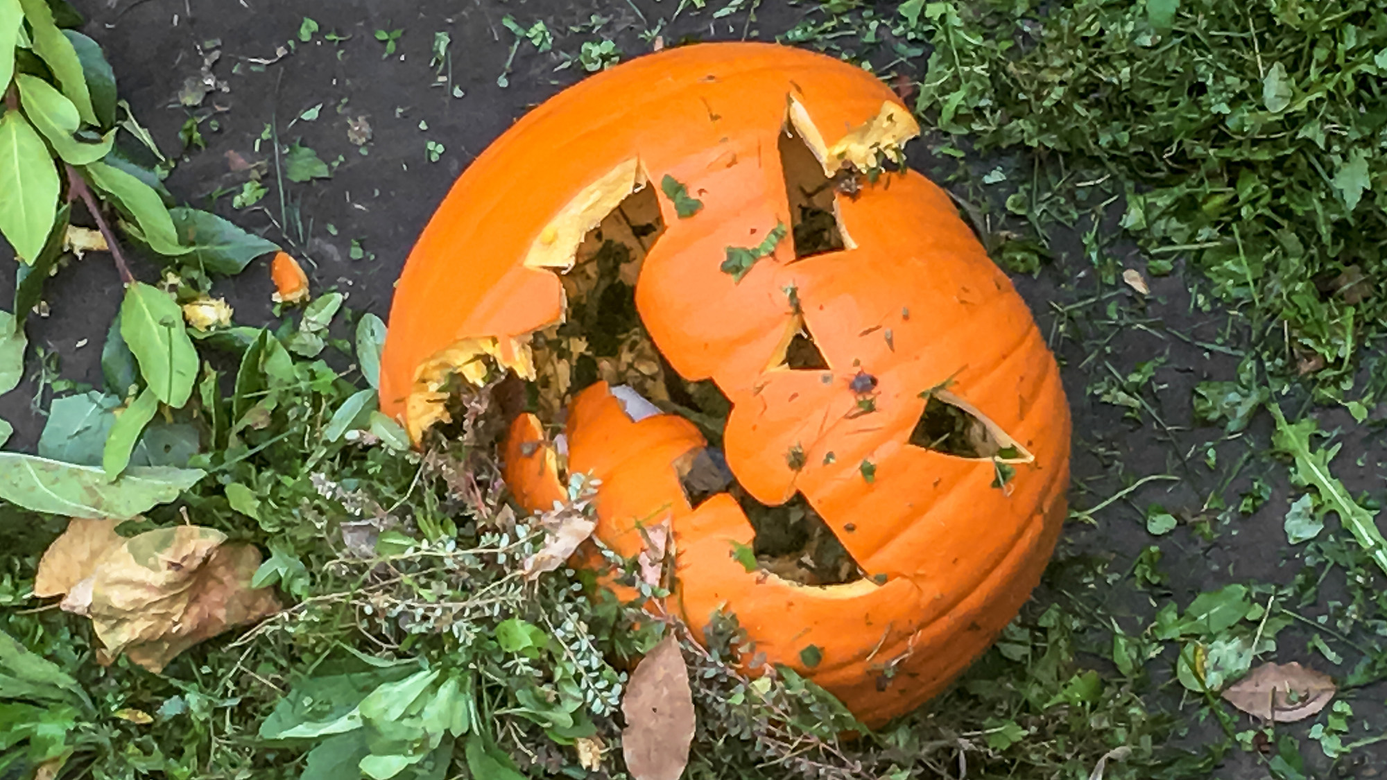 Broken carved pumpkin left to rot