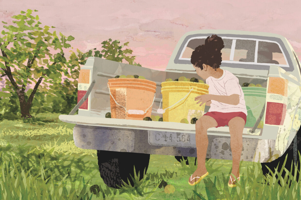 For the Love of Black Walnuts – Garden & Gun An illustration of a little girl sitting on the back of a truck with buckets of walnuts in an orchard