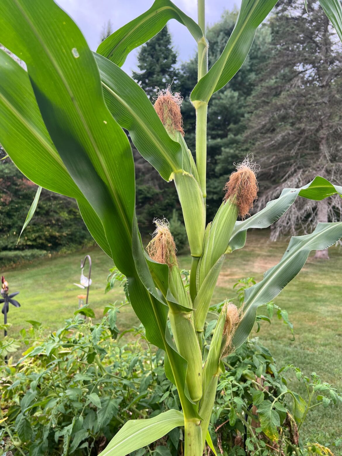 Companion planting offers more than food Corn from the garden at Gedakina.