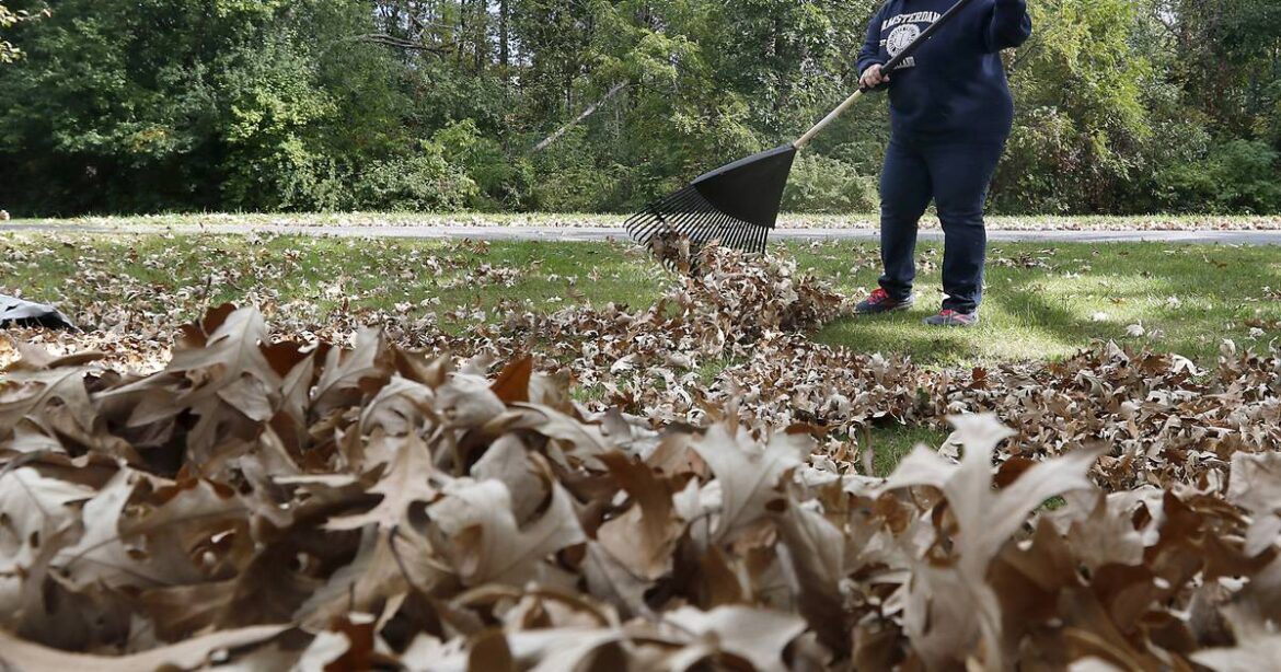 Learn why fallen foliage is good for your garden – Shaw Local Learn why fallen foliage is good for your garden – Shaw Local