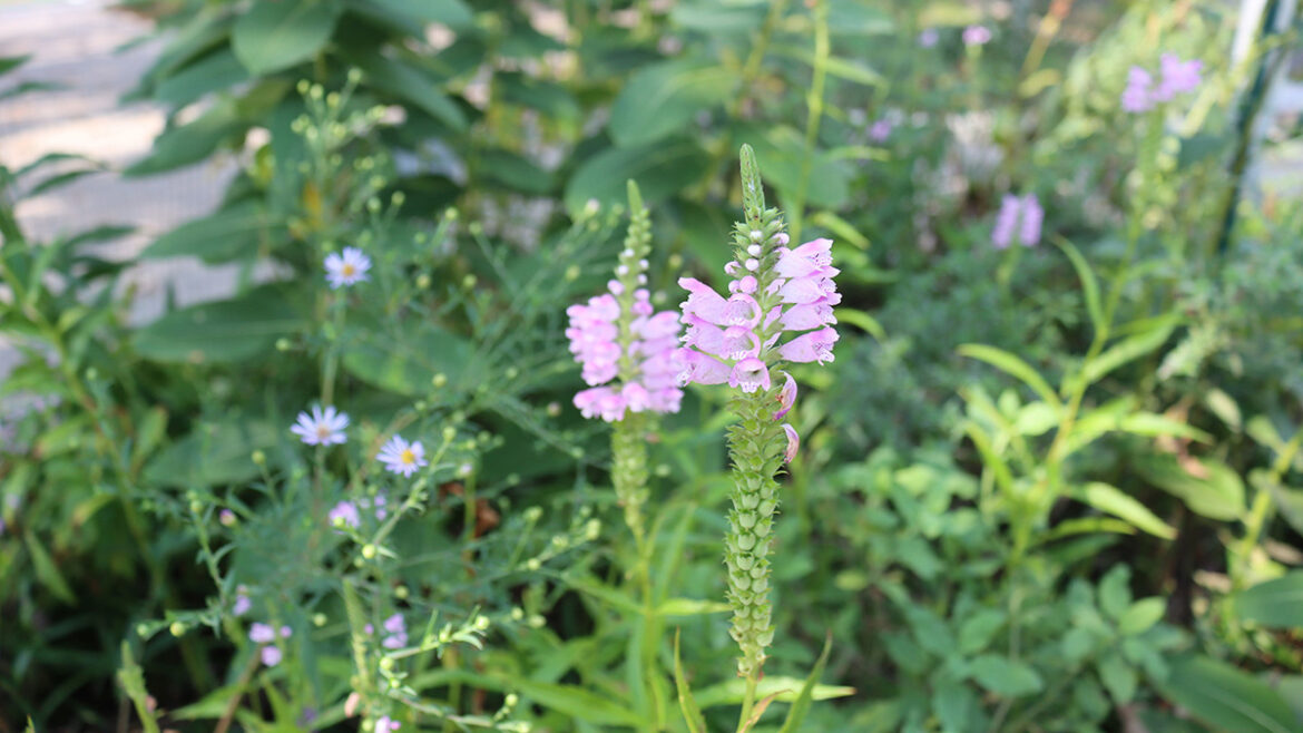 Beneath the surface - Chicago Reader