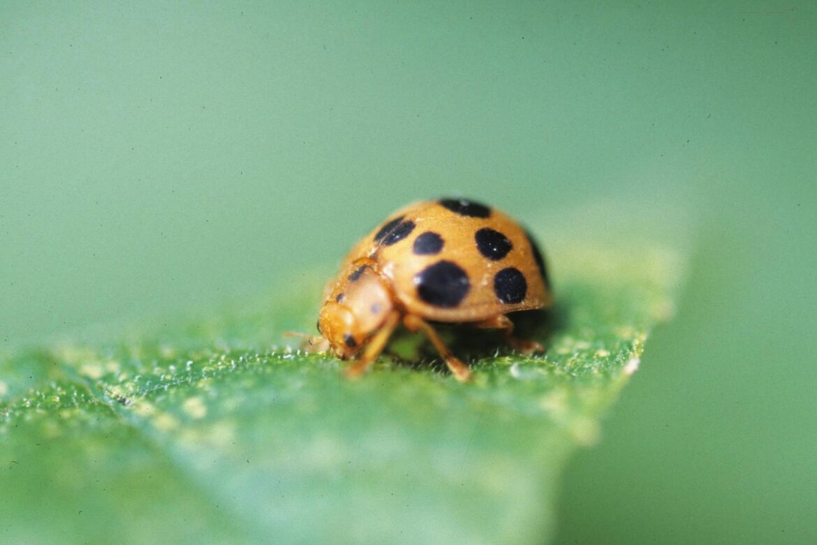 From errant birdseed to mint mishaps, gardening can be as scary as any Halloween night From errant birdseed to mint mishaps, gardening can be as scary as any Halloween night