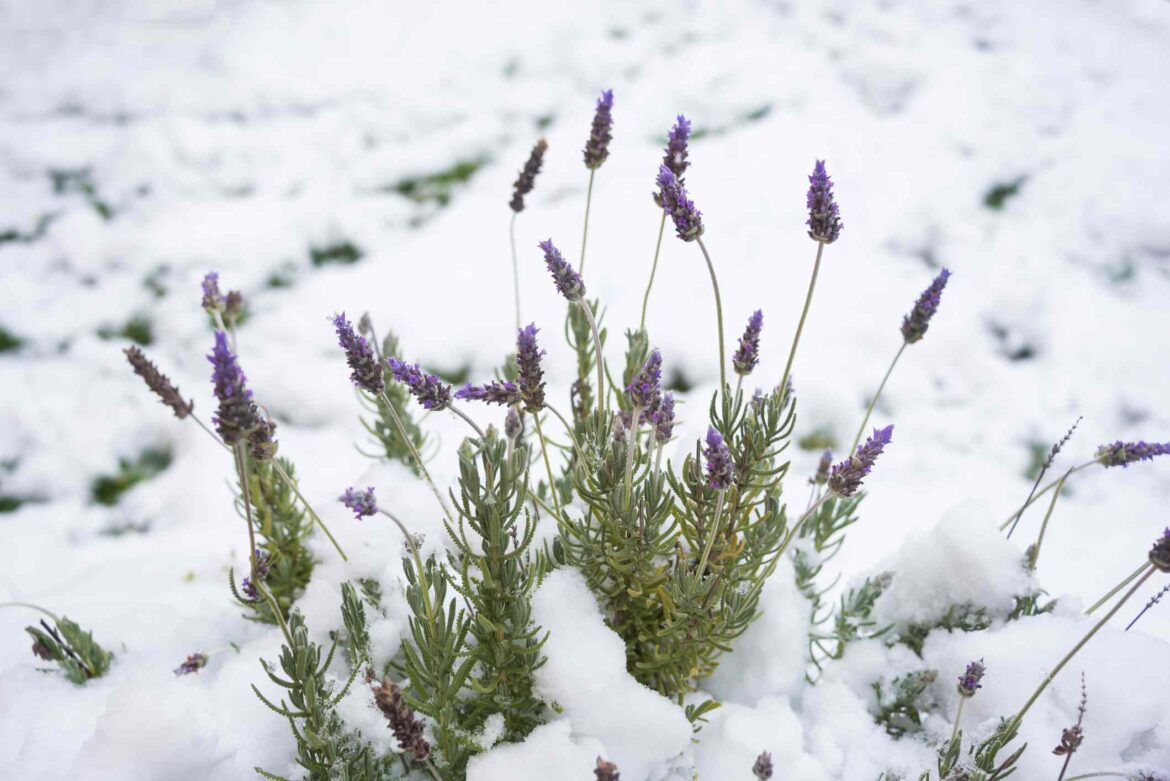 How to Care For Lavender In Winter For Better Blooms in Spring How to Care For Lavender In Winter For Better Blooms in Spring
