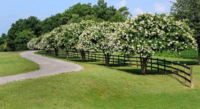 Curving Road And Crepe Myrtles