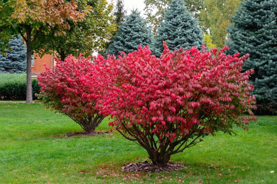 Burning Bush Plants: What Gardeners Need to Know
