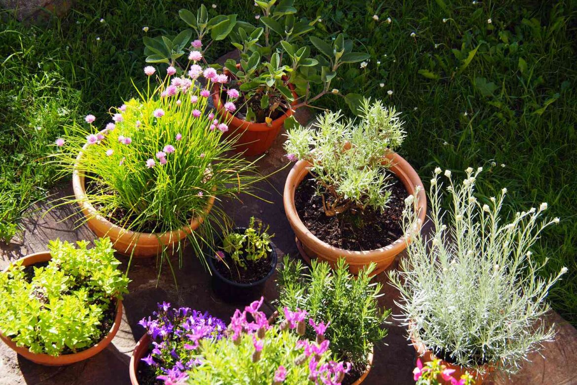 The 9 Best Herbs To Grow In Your Fall Garden The 9 Best Herbs To Grow In Your Fall Garden