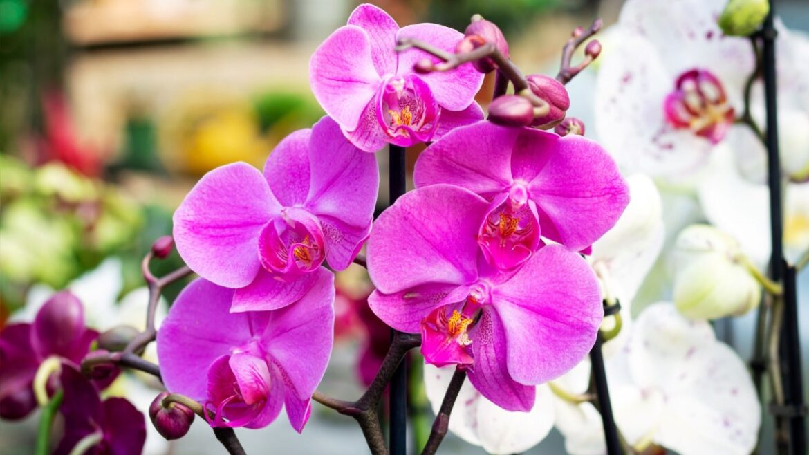 The Huntington’s big orchid weekend will include flower music – NBC Los Angeles