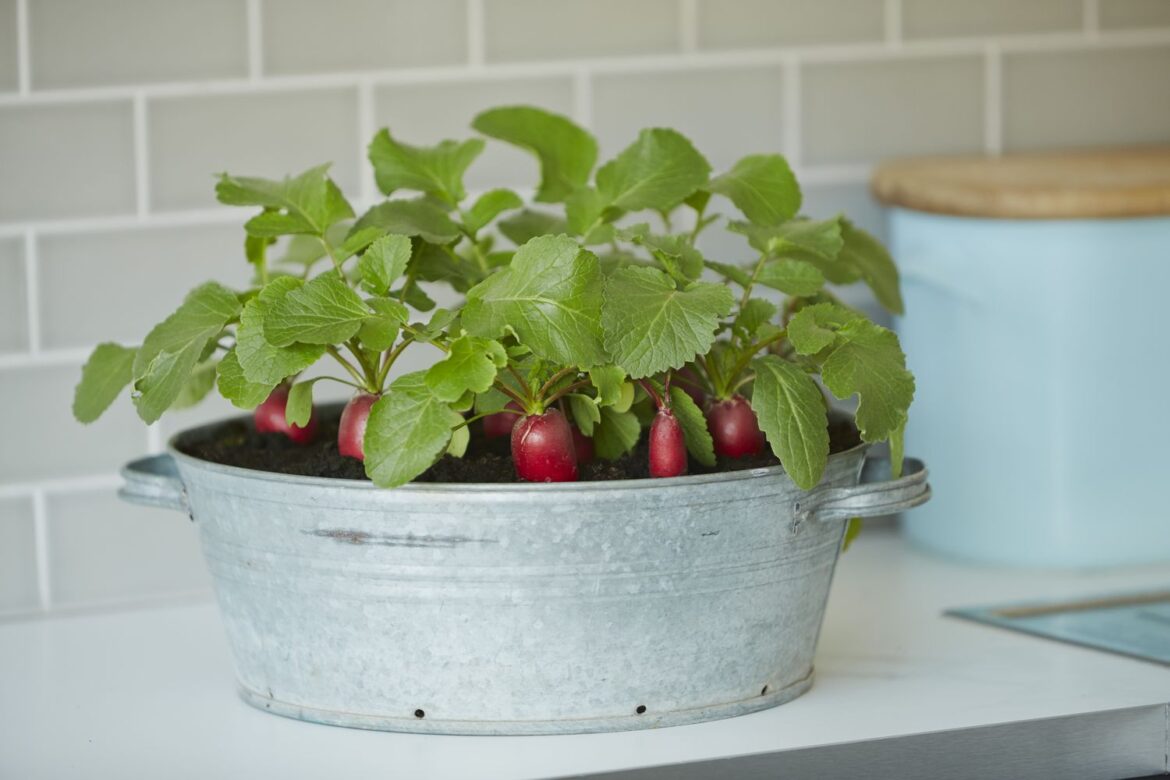 How to Grow Radishes in Containers, According to Experts How to Grow Radishes in Containers, According to Experts
