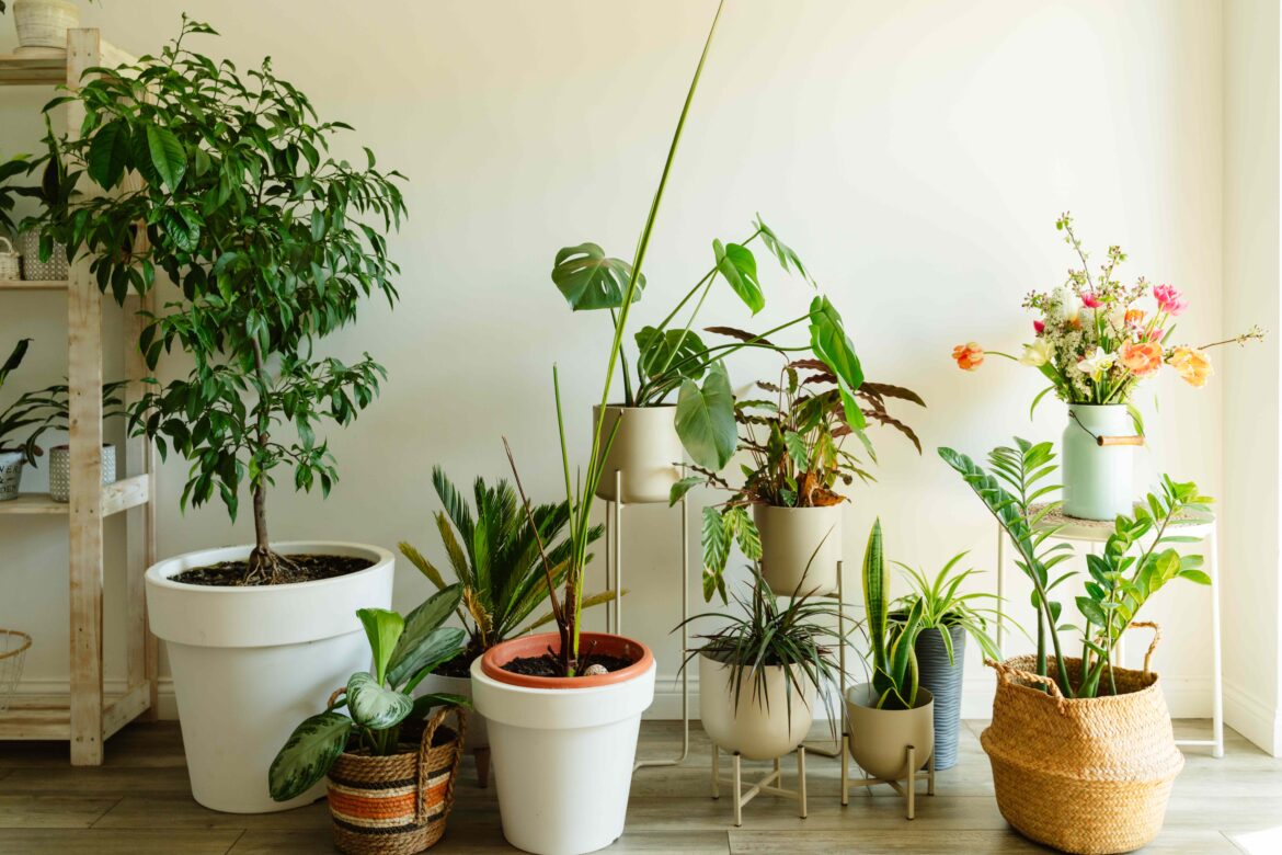 How to Keep Outdoor Plants Thriving Indoors When Temps Drop, According to Gardening Pros How to Keep Outdoor Plants Thriving Indoors When Temps Drop, According to Gardening Pros