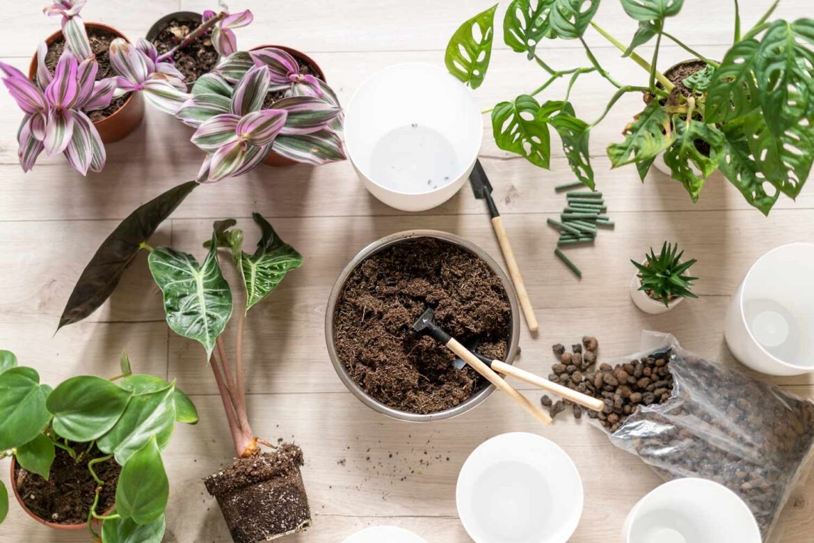 Yes, There Is a Right (and Wrong!) Time of Year to Repot Your Houseplants