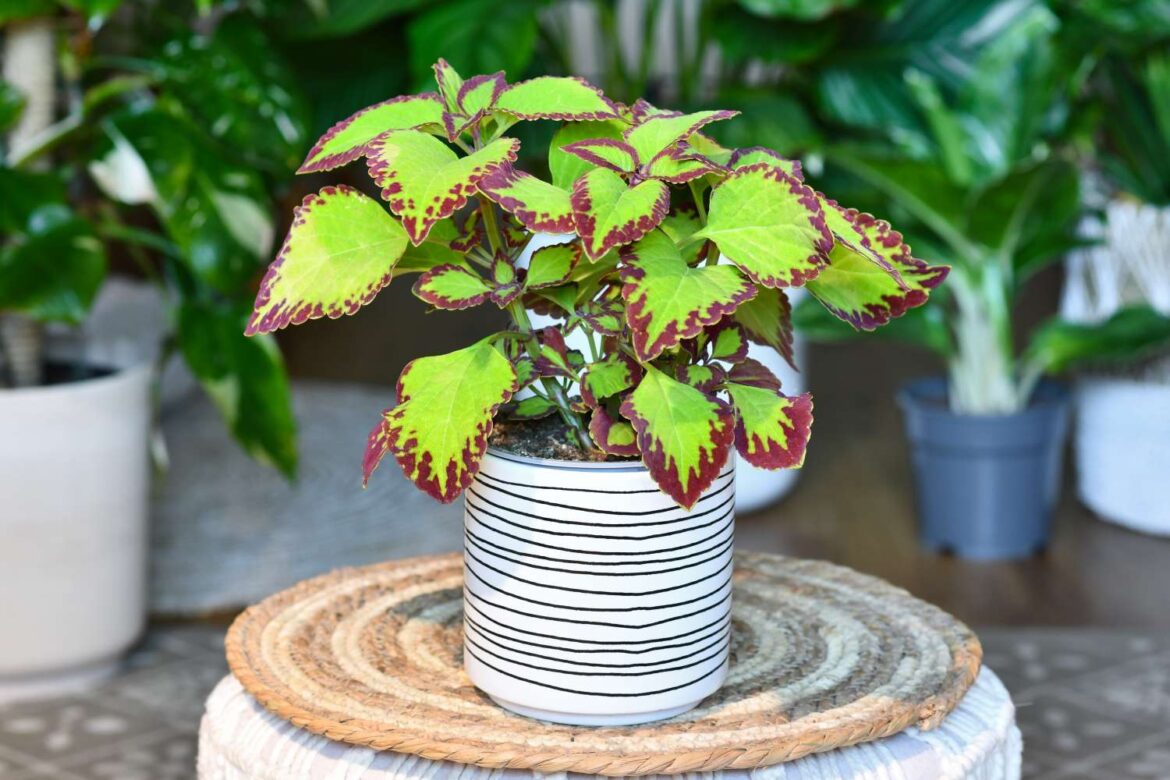 The 7 Best Plants to Grow in Containers The 7 Best Plants to Grow in Containers