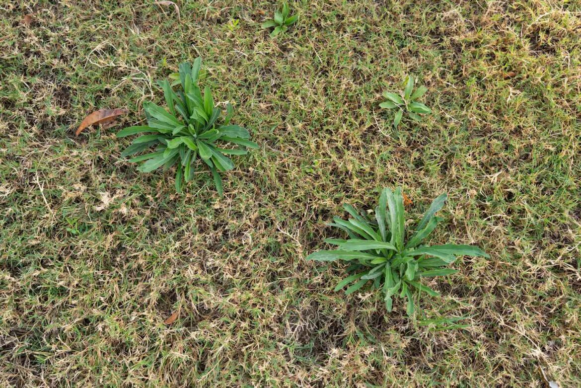 The Best Time To Apply Weed Killer To A Lawn The Best Time To Apply Weed Killer To A Lawn