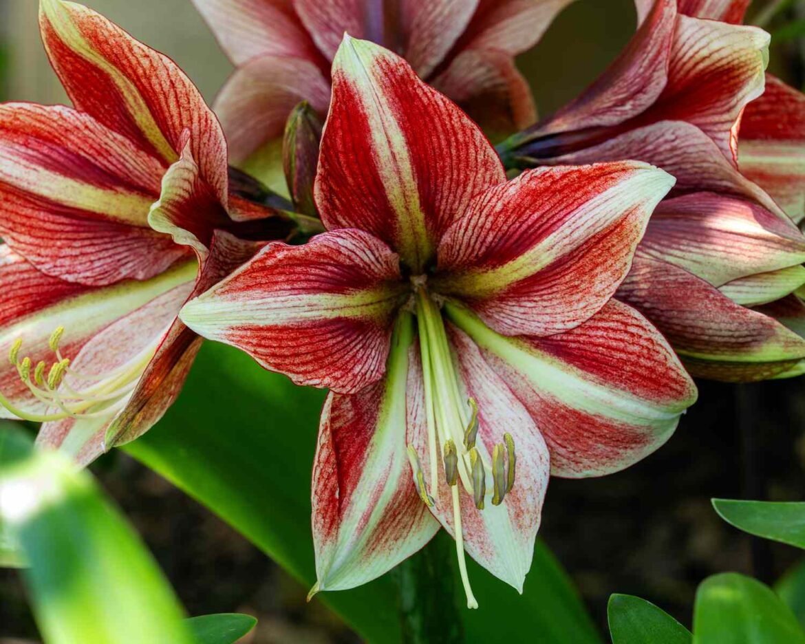 Can Amaryllis Be Planted Outside? Here’s What Garden Experts Say Can Amaryllis Be Planted Outside? Here's What Garden Experts Say