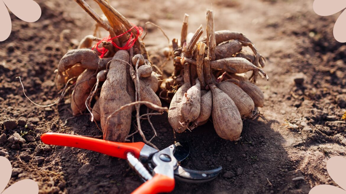 How to overwinter dahlias: 5 easy steps picture of dahlias tubers