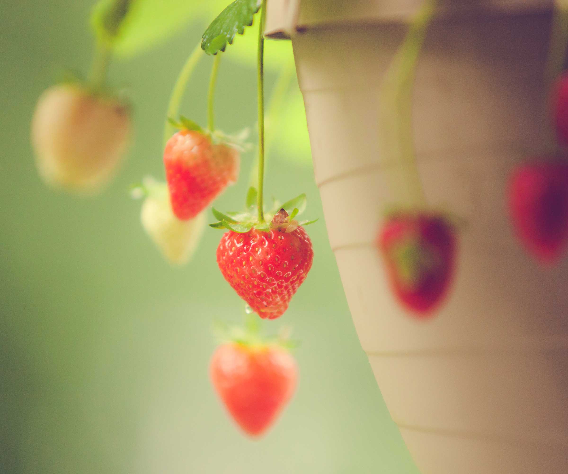 strawberries growing in pots