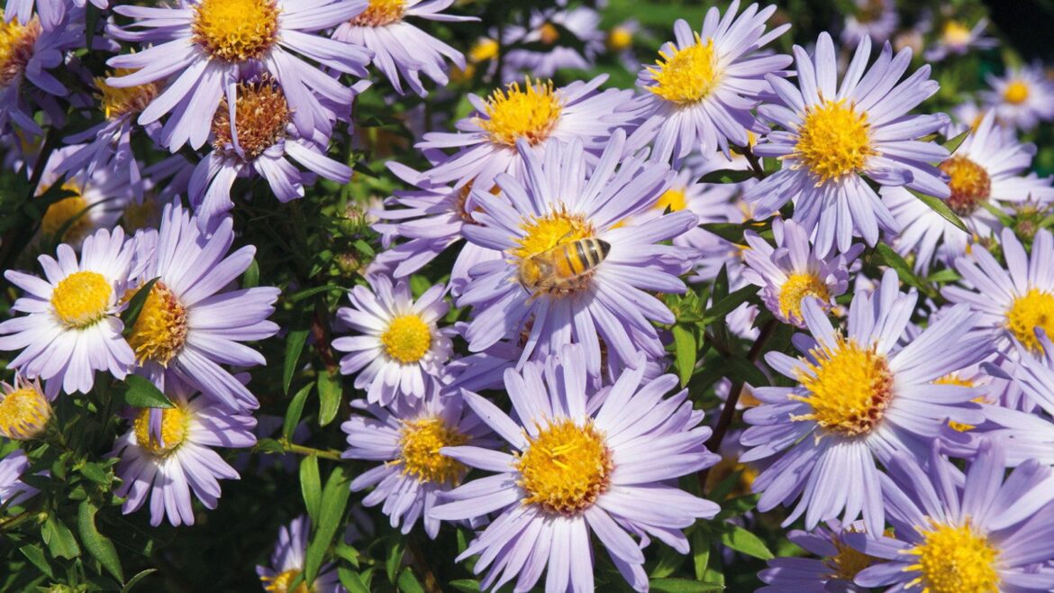 What to do with asters in the fall – expert tips to follow Purple asters with yellow centres in full flower, with a bee visiting one of the blooms