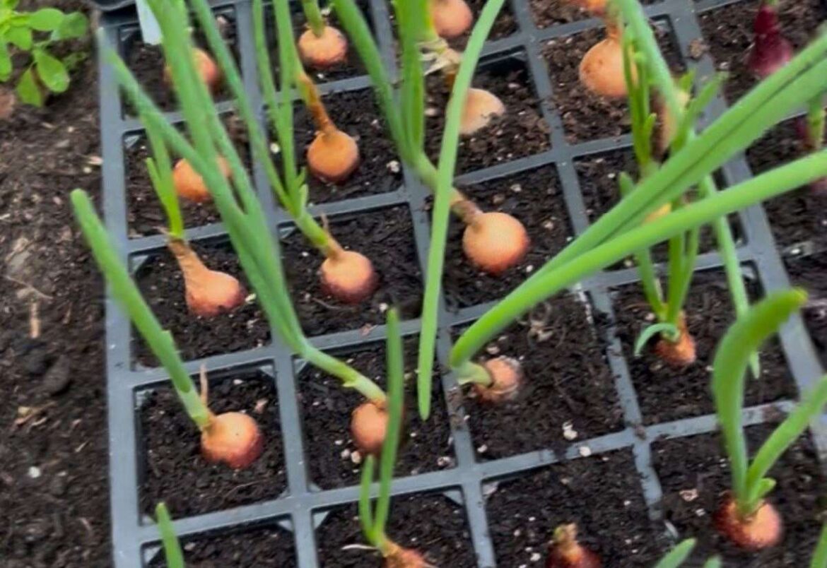 Gayton gardener Jamie Marsh says it’s time to start thinking about onions Gayton gardener Jamie Marsh says it’s time to start thinking about onions