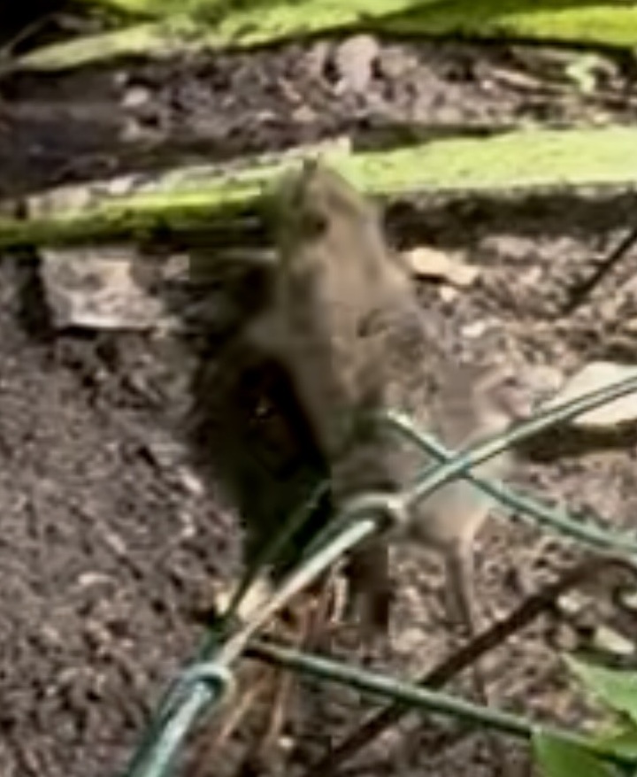 rat in HK Park