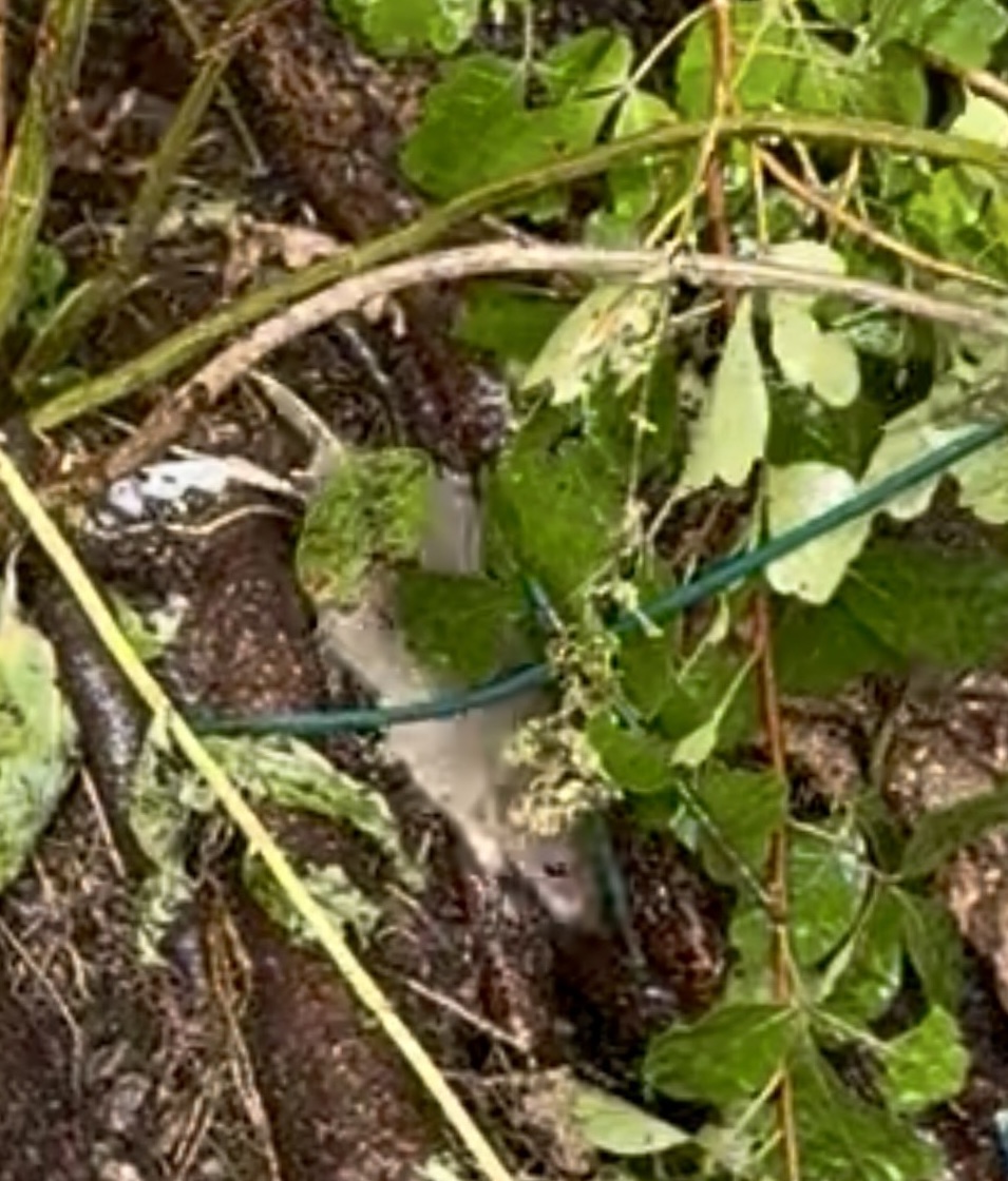 rat in HK Park