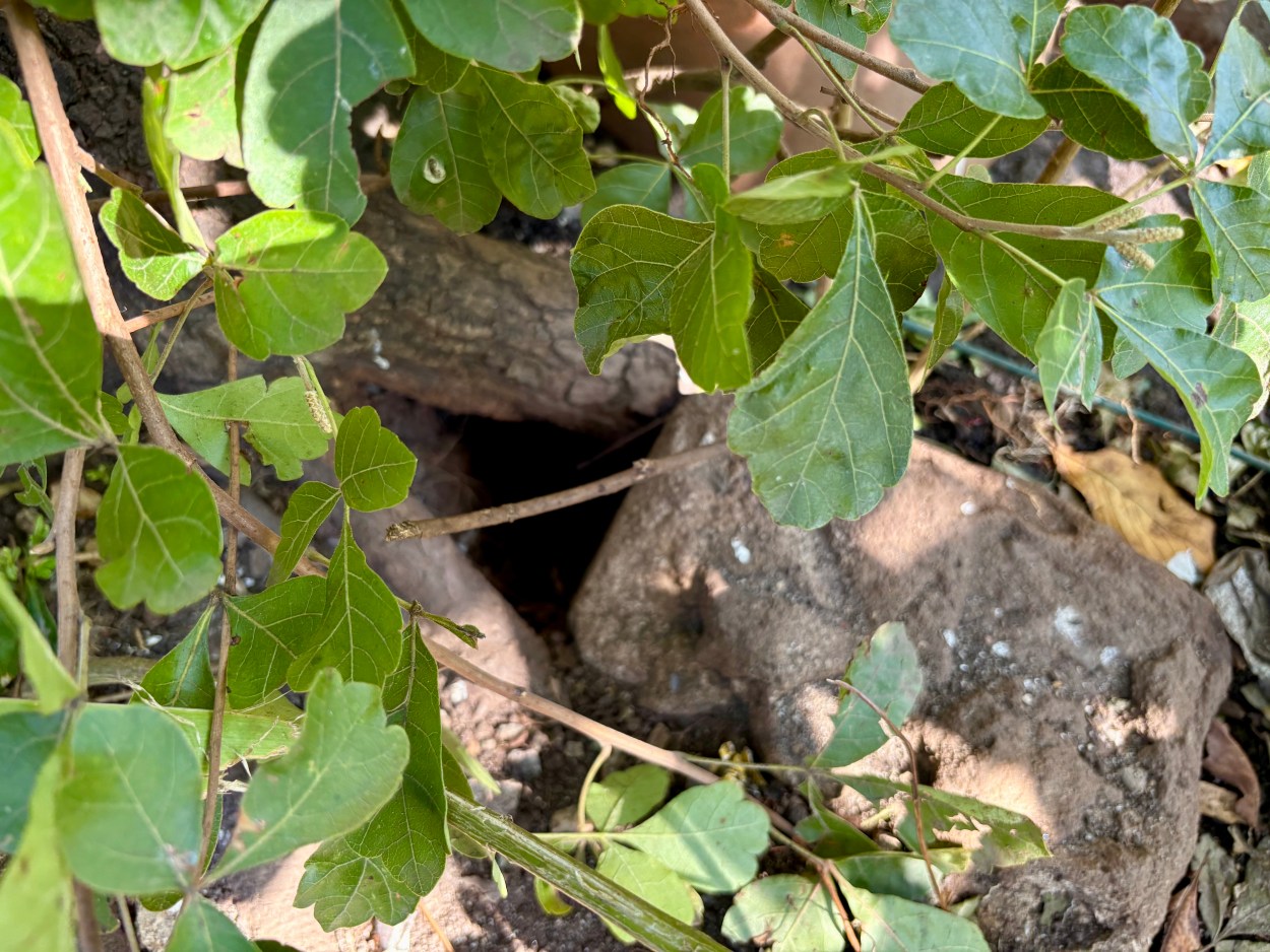 Rat burrow in HK Park