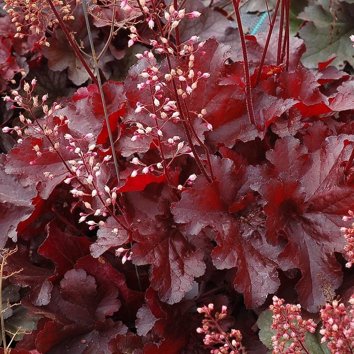 Heuchera Forever Red 1