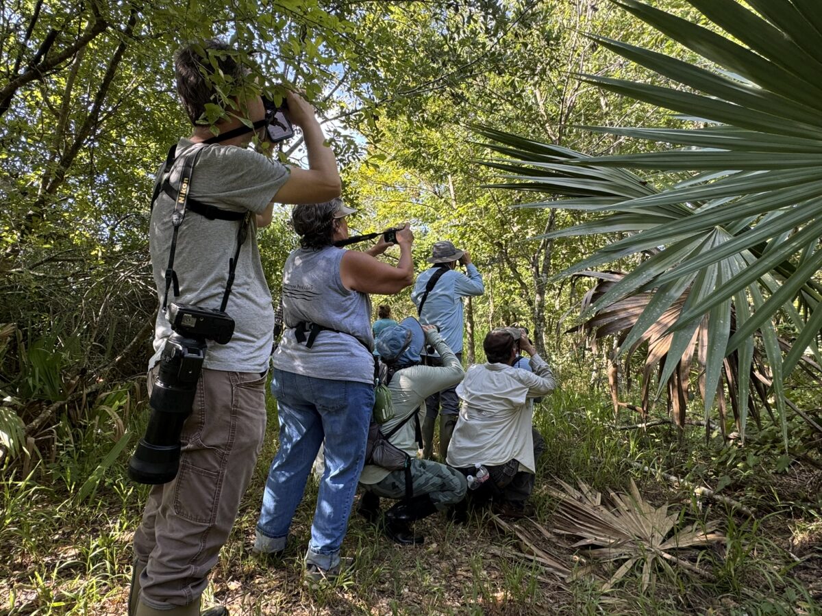 A group of people point their cameras toward a tree