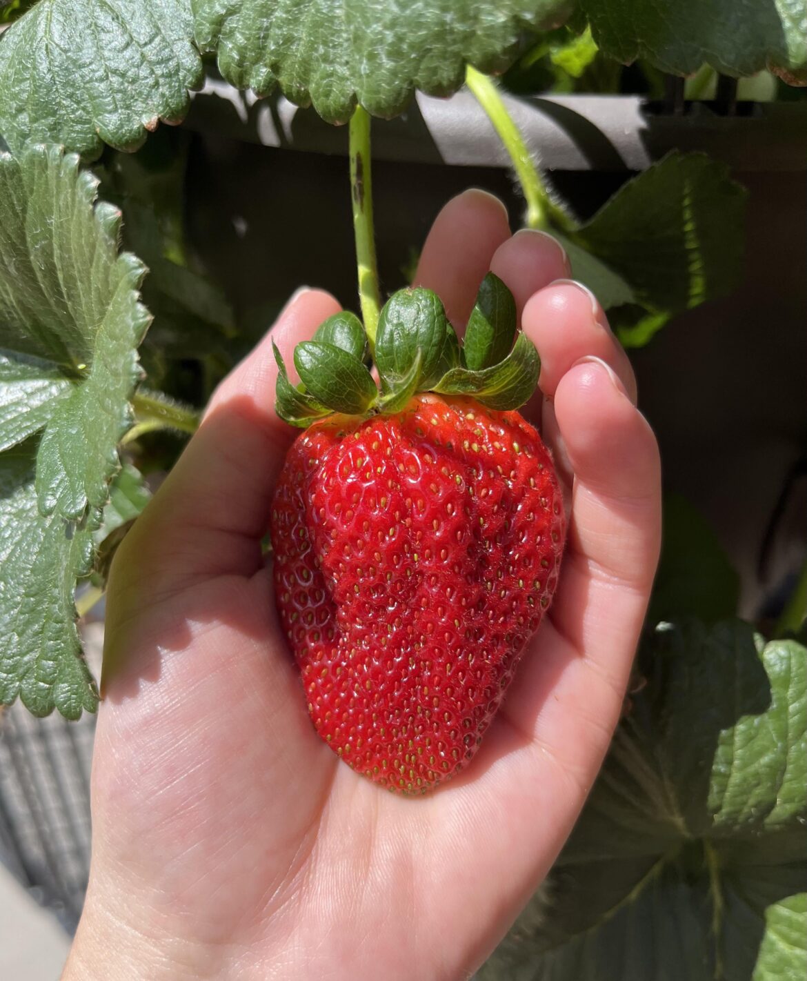 I am so ridiculously proud of this strawberry that evaded the birds and my toddler’s notice.