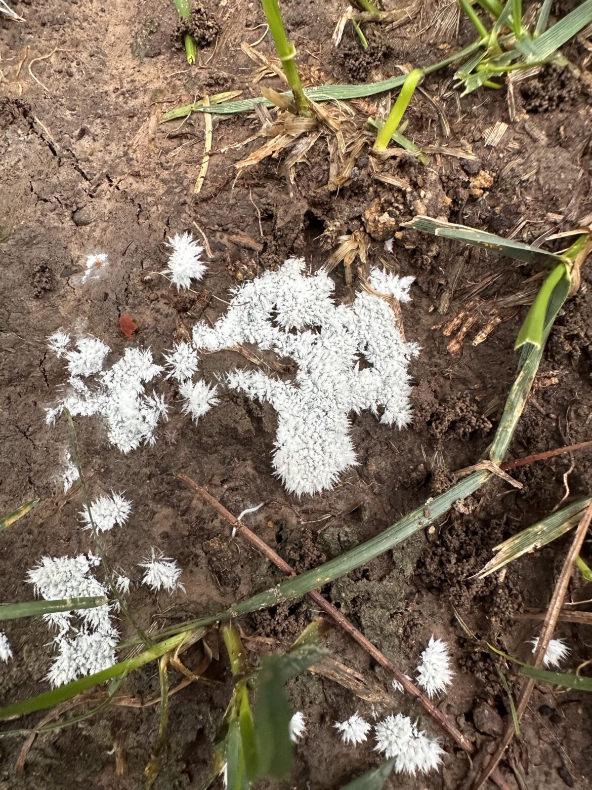 ID help.  Can someone help identify this white-crystalline stuff growing in my yard? I don’t know if it’s a mold or fungus or how to treat it.