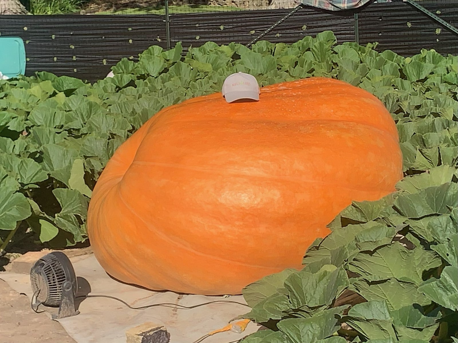 A giant orange pumpkin sits among green leaves in a garden, with a baseball cap on top and a small fan positioned nearby.