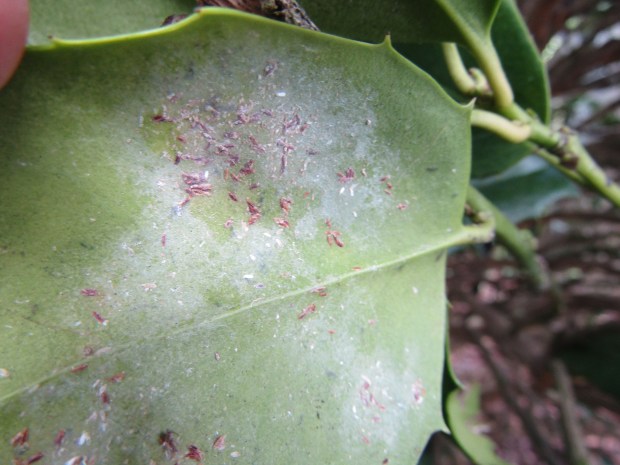 The insects known as tea scale often hide under a waxy coating 0n Chinese hollies and camellias. Break out the sprayer to get this piercing, sucking pest under control. (Courtesy of Tom MacCubbin)