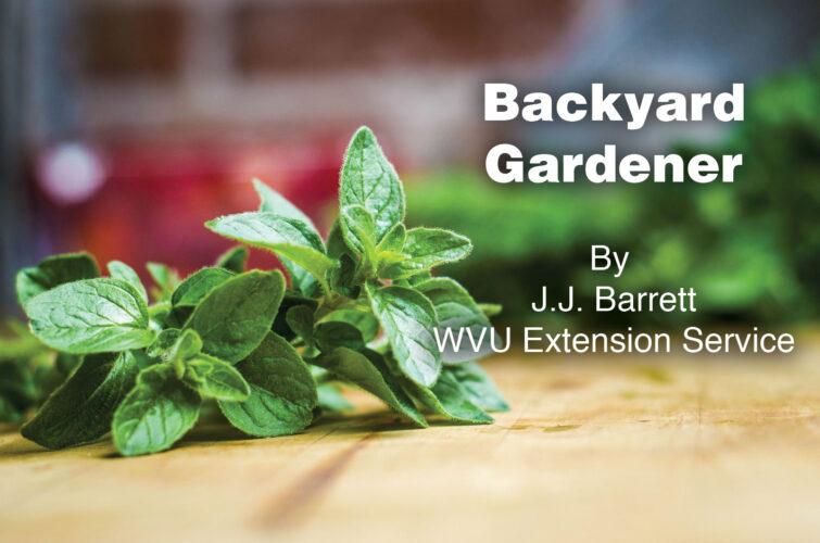 Fall care for the herb garden | News, Sports, Jobs Fall care for the herb garden | News, Sports, Jobs