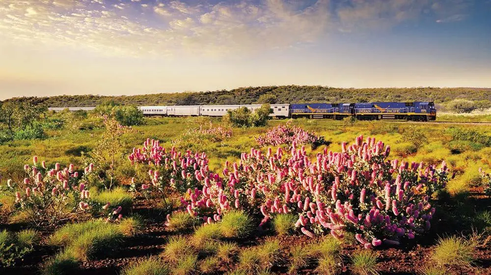 Journey Beyond's Indian Pacific train passes wildflowers.