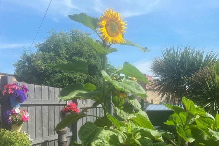 Junior_sunflower_2025_crop