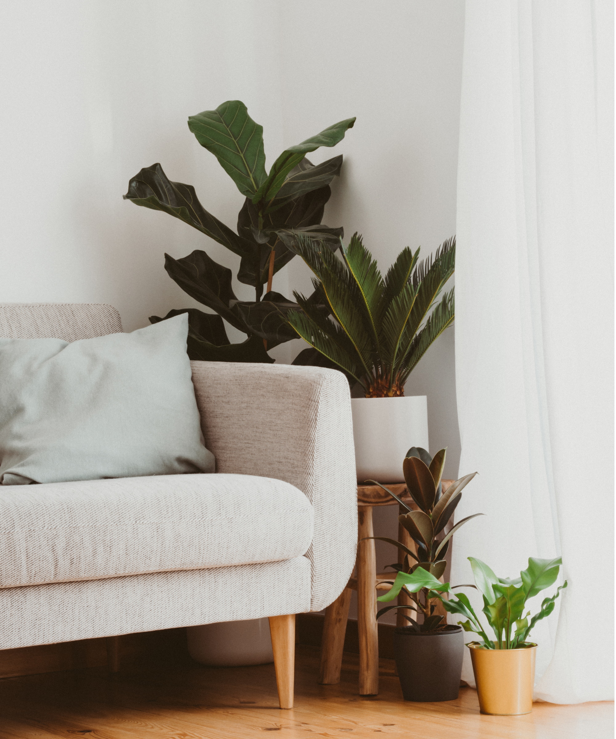 A selection of green-leafed houseplants in pots next to an off-white fabric sofa in a white living room.