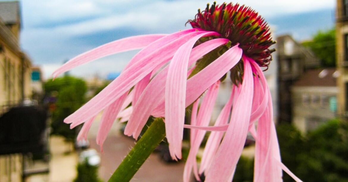 How to Winter: Solutions for the Balcony Botanist